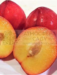 Диплоидная алыча Ойши Вайзе 