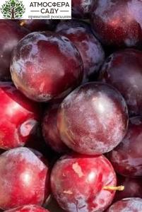 Диплоидная алыча Прайм Тайм 