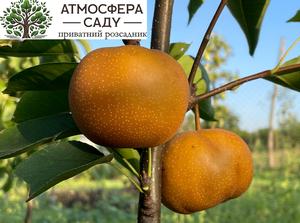 Груша азиатская Неджу 