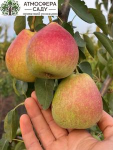 Груша Богема 