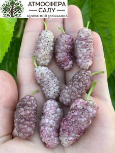 Шелковица розовая Виктория - до 4 см