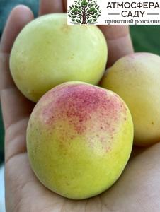 Априум Кот-Н-Канди (75% абрикоса+25%сливы) 