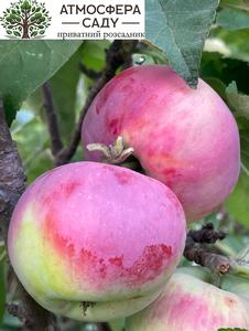 Яблоня колоновидная Червонец 