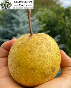 Груша азиатская Олимпик 
