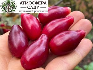 Кизил Лукьяновский 