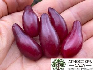 Кизил Элегантный 