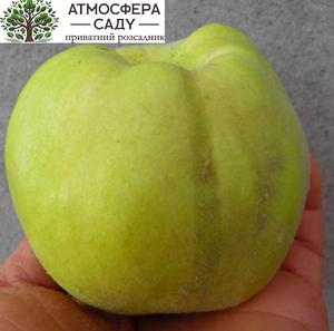 Айва Академик Кащенко 