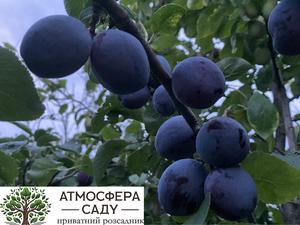 Слива Герман 