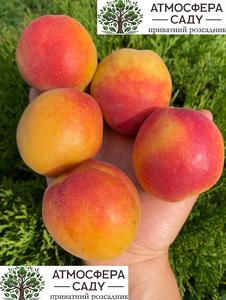 Абрикос Особенный Денисюка 