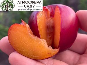 Плуот Гео Прайд (гибрид сливы и абрикосы) 