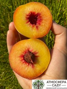 Персик Флеминг Фьюри PF-23 — жёлтомясый 