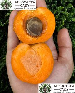 Абрикоса Нельсон 