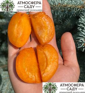 Абрикоса Могадор 