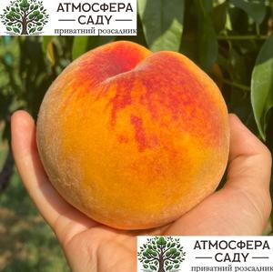 Перкоче Нерине — очень плотная, оранжевая мякоть 