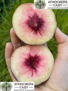 Персик Бенедикт - беломясый 