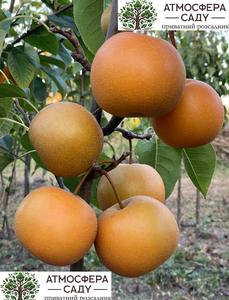 Груша азиатская Чоюро 