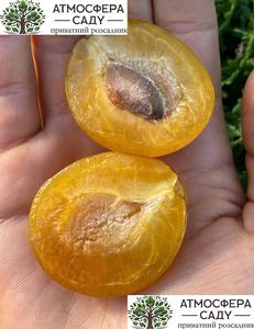 Гибрид Апримира (абрикосово-сливовый гибрид) 