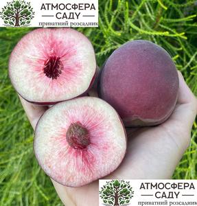 Персик Фиделия — беломясый 