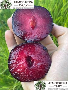 Диплоидная алыча Бербанк Гигант 