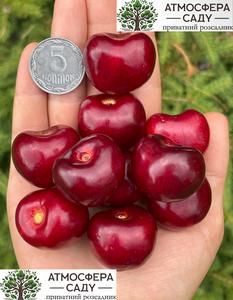 Черешня Василиса 