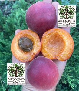 Абрикоса Дженгат 