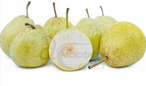 Груша азиатская Шен Ли 