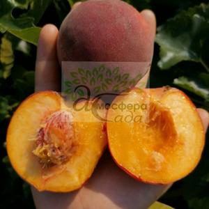 Персик Рубиновый Принц — жёлтомясый 