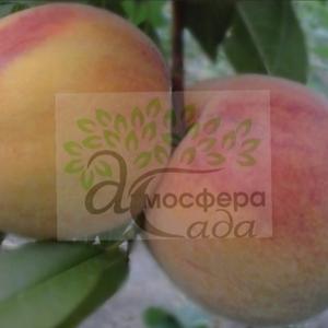 Перкоче Т-5 Топ Свит - очень плотная, оранжевая мякоть 