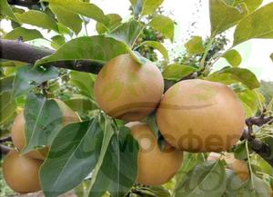 Груша азиатская Атаго 