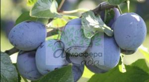 Слива Калипсо 