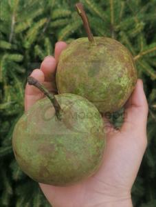 Груша Кондо 