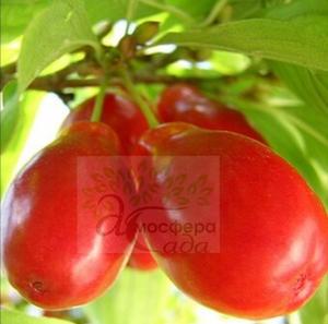 Кизил Костя 