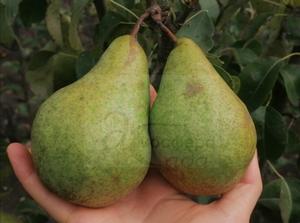 Груша Ноябрская 