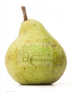 Груша Потомак 