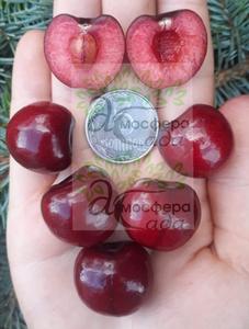 Черешня Стаккато 