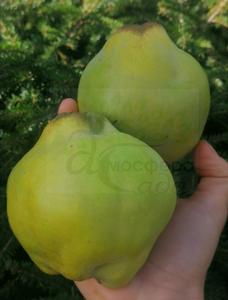 Айва Триумф 