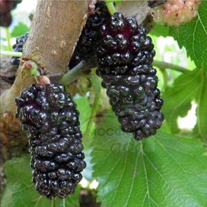 Шелковица чёрная Хезе - 4/5 см