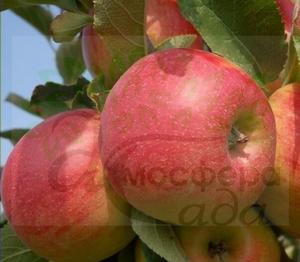 Яблоня Чемпион 