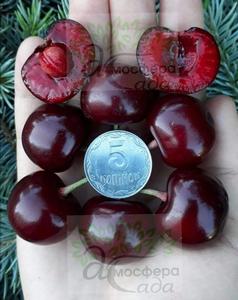 Вишня Чудо-вишня 