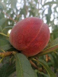 Персик Юлия — жёлтомясый 