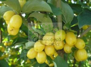 Кизил Янтарный 