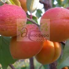 Абрикоса